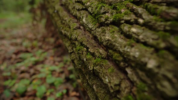 Green Moss On A Tree Trunk In The Forest
