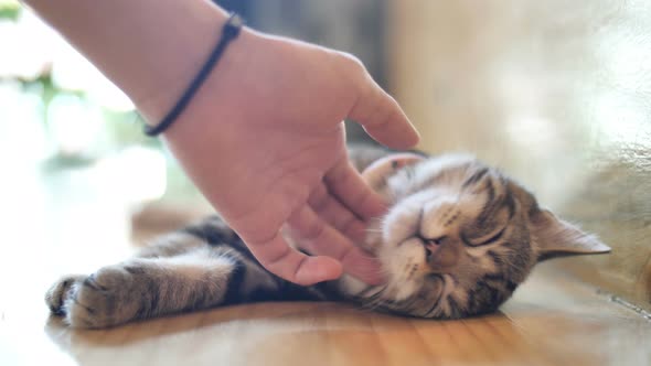 Close up hands of the girl girl plays with sleeping cute tabby cat. alt