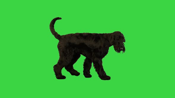 Giant Schnauzer Dog Walking Carefully on a Green Screen Chroma Key