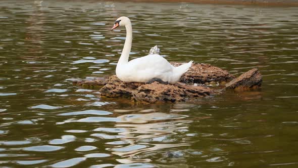 A swan sits on a stone in the middle of a lake alt