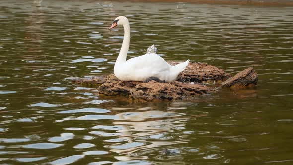 A swan sits on a stone in the middle of a lake