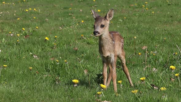 975055 Roe Deer, capreolus capreolus, Fawn in Blooming Meadow, Normandy, Real Time alt