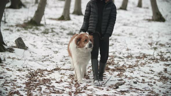 A Dog Owner Walks with a Big Moscow Watchdog in a Forest alt