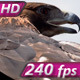 Golden Eagle Spread its Wings - VideoHive Item for Sale