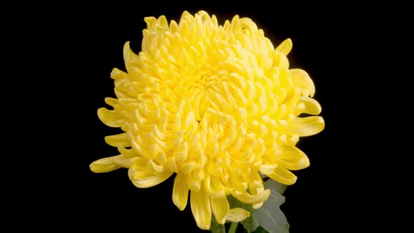 Beautiful Yellow Chrysanthemum Flower Opening alt