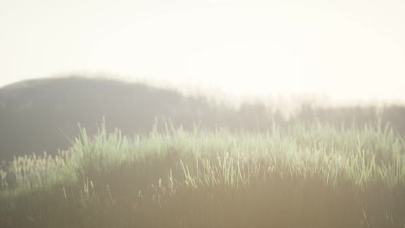 Green Field with Tall Grass in the Early Morning with Fog alt