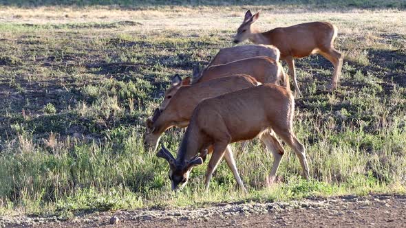 Small group of Mule Deer with a buck in velvet feeding alongside a roadway in New Mexico. alt