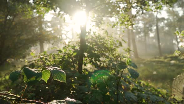 Beautiful sunlight in the forest