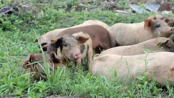 Piglets roaming outside in Siargao, The Philippines alt