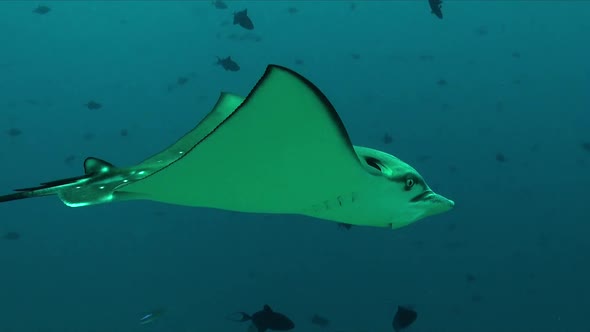 Spotted ray passing close in front of camera swimming over tropical coral reef alt