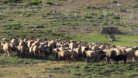 Flock of Sheep Going to Fountain to Drink Water alt