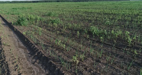 Field With Onion Petals And Weeds alt