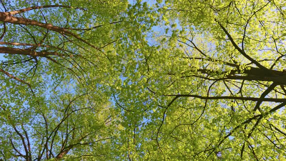 Bottom Up View of Spring Green Foliage of Trees in Park or Forest Against the Blue Sky