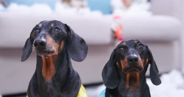Portrait of Dachshund Dogs Who are Sitting and Synchronously Following Someone with Their Eyes