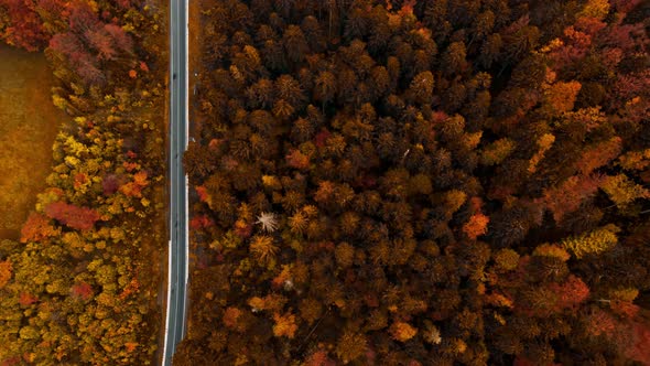 Aerial Top Down View of Road in Forest in Autumn Misty Morning alt
