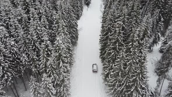 Wild Forest During Winter With A Car On Road