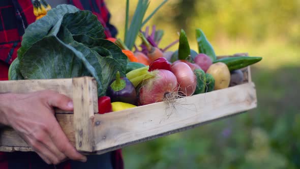 Farmer holding wooden Box full of Vegetables on the organic farm. Box full of Vegetables
