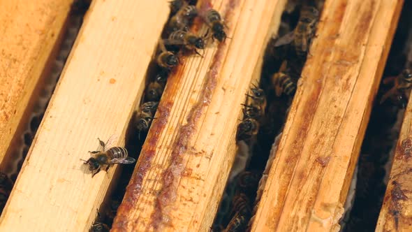 Working Bees on the Honeycomb in the Beehive