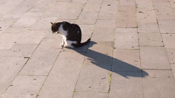 Shadowy tabby cat is licking its paws at outdoor