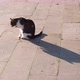 Shadowy tabby cat is licking its paws at outdoor - VideoHive Item for Sale