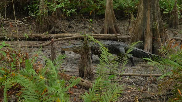 Side View Of Large Fresh Water Alligator In A Florida Slough Marsh Walking Between Trees 01