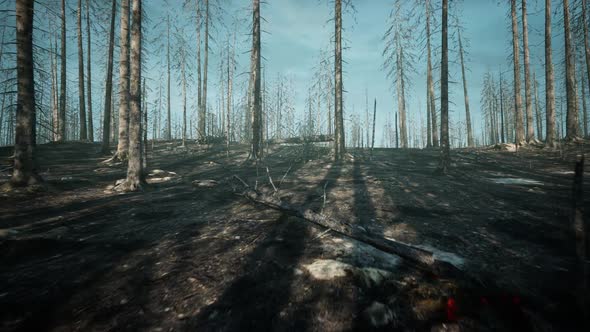 Burned And Felled Forest Of Death Terror