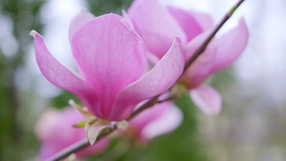 Beautiful Pink Flower of Blooming Magnolia Tree on a Branch Close Up