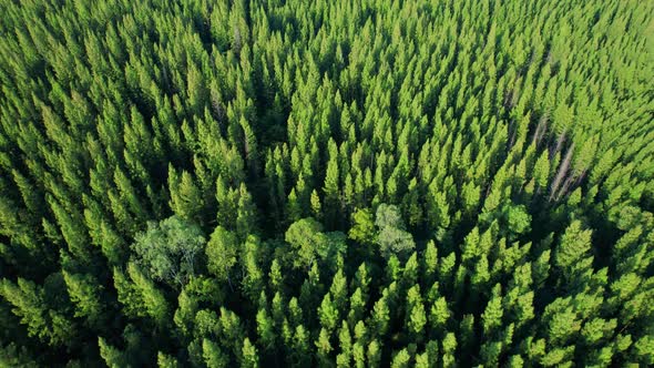 Beautiful tropical pine forest. 4K alt