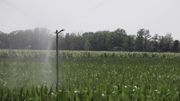 Irrigation system on green cornfield. Watering corn field in hot summer. Watering fields with agricu alt