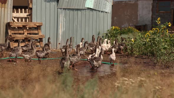 Countryside Landscape with Goslings in Poultry Yard on Green Grass