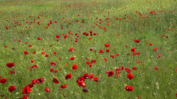Poppies In Nature