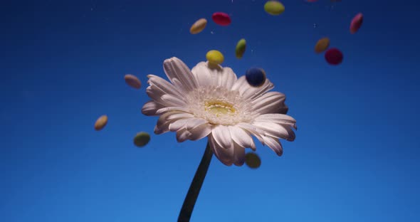 White Chrysanthemum Flower in a Water Aquarium alt