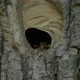 Hornet Fly In Out Nest Slow Motion - VideoHive Item for Sale