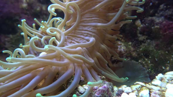 Sea anemones showing the texture and tentacles