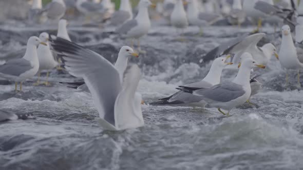 Seagulls On a River Waiting For Fish