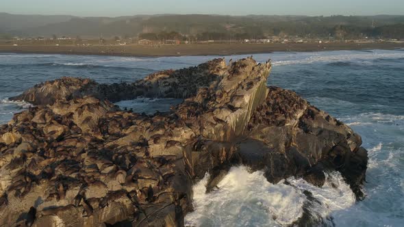 Colony Of Patagonian Sea Lions In The Shrine Of Cobquecura Piedra De La Loberia In Chile - aerial dr alt