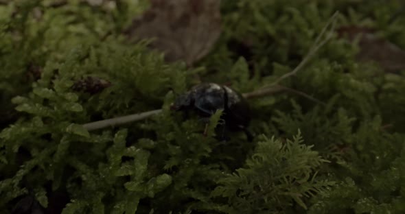 Close up on alder leaf beetle in the forest