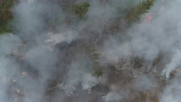 Deforestation, Forest From Height, Fog and Smoke, Flight Over Forest Cutting, Bonfires in the Forest alt