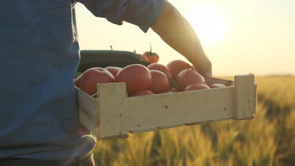 Man Farmer Holding Box of Organic Vegetables in Sunset Field: Carrots, Potatoes, Zucchini, Tomatoes alt