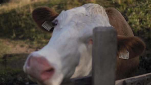 Cow is Having a Servere Itching Standing Next to a Fence In Val Gardena Italy alt