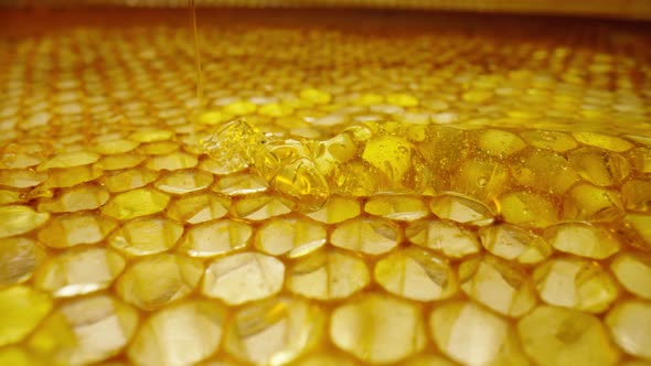 Stream of Golden Thick Honey Flowing Down on the Honeycombs alt