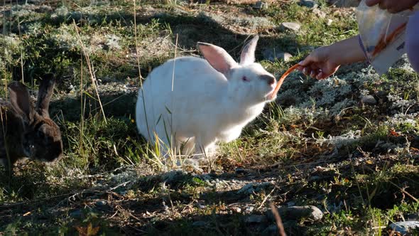 Woman Feeding Two Rabbits in a Farm alt