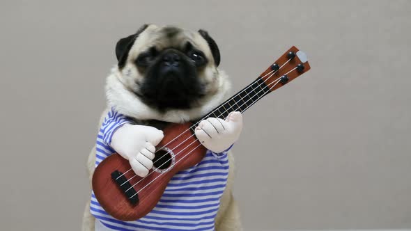 Funny Pug Looks at the Camera with a Guitar in a Festive Costume, Dog Guitarist alt