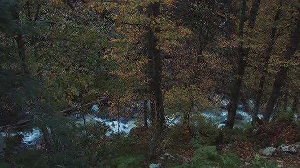 Rapid Stream Flows Through Autumn Forest