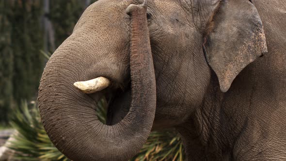 Big Animal Elephant In Nature 1 alt