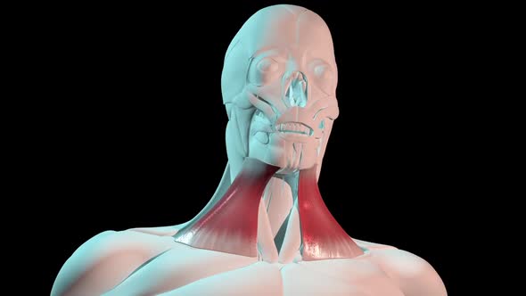 Platysma Muscles Anatomical Position On Human Body alt