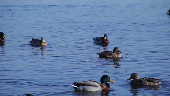 Group of mallard ducks swimming in water