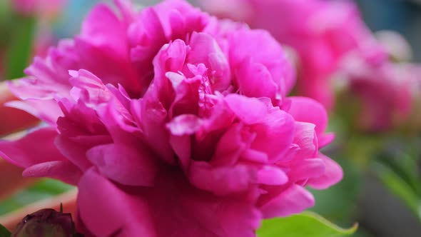A large pink peony flower in the garden.