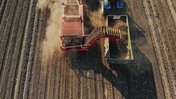 Potato Harvesting alt