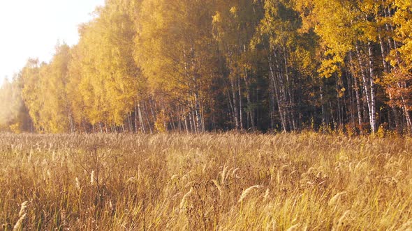 Autumn Forest and Golden Grass Field